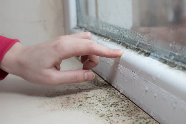 Best Environmental Consulting for Mold Prevention  in Estes Park, CO