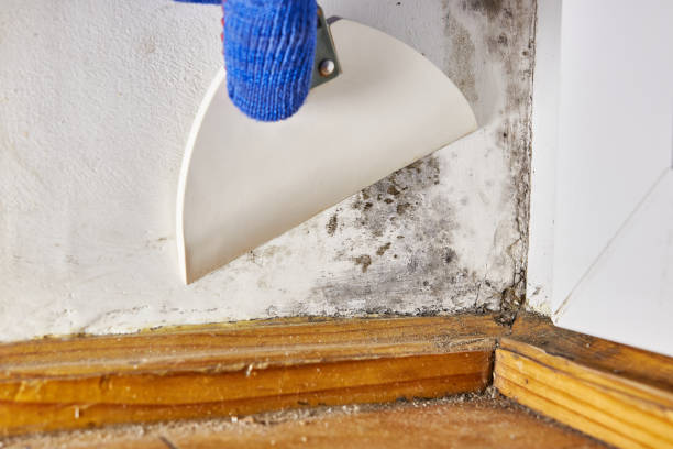 Forensic Mold Investigation in Estes Park, CO